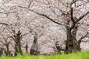 full bloom Japanes Cherry blossoms tunnel in Goryokaku Castle or Hakodate Castle as star shaped fort, Hokkaido, Japan