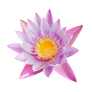 Full bloom lotus flower isolated on white with clipping path