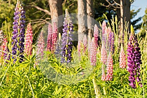 Full bloom lupine flower, New Zealand