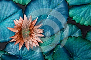 Neon Blue Water Lily leaves, Old rose coloured Lotus flower background wallpaper