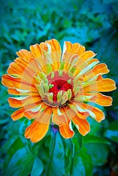 Full bloom orange color zinia flower artistic closeup
