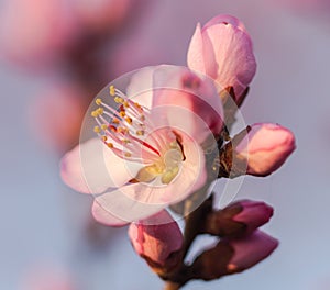 In full bloom in the peach blossom