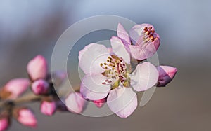 In full bloom in the peach blossom