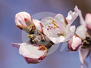 In full bloom in the peach blossom