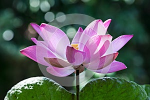 Full Bloom Pink Lotus