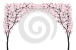 Full bloom pink sakura tree arch Cherry blossom curve black wood isolated on white