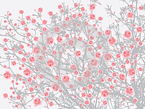 Full bloom pink sakura tree Cherry blossom light gray background