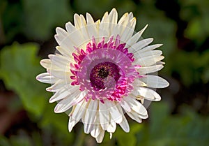 Full Bloom pink white Chrysanthemum