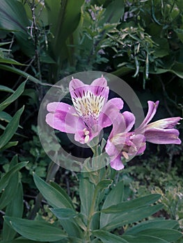 Full bloom purple alstroemeria flower plant