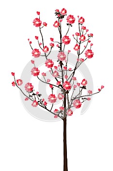 Full bloom red sakura tree Cherry blossom on white