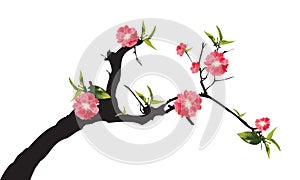 Full bloom red sakura tree Cherry blossom on white