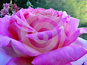 Full bloom of Rose `Chicago Peace` in the garden