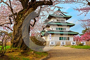 Full bloom Sakura - Cherry Blossom at Hirosaki castle