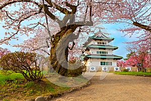Full bloom Sakura - Cherry Blossom at Hirosaki castle