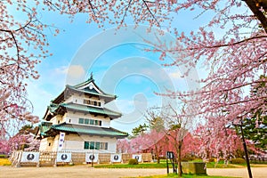 Full bloom Sakura - Cherry Blossom at Hirosaki castle