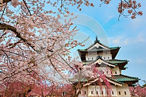 Full bloom Sakura - Cherry Blossom at Hirosaki castle