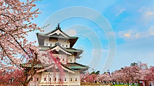 Full bloom Sakura - Cherry Blossom at Hirosaki castle