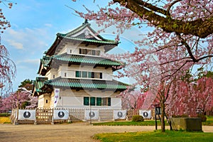 Full bloom Sakura - Cherry Blossom at Hirosaki castle in Hirosaki park
