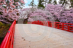 Full bloom Sakura - Cherry Blossom at Hirosaki castle in Hirosaki park