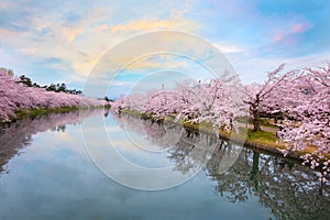 Full bloom Sakura - Cherry Blossom at Hirosaki park