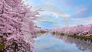 Full bloom Sakura - Cherry Blossom at Hirosaki park