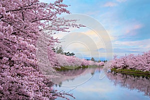 Full bloom Sakura - Cherry Blossom at Hirosaki park