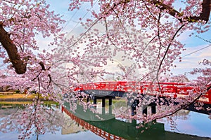 Full bloom Sakura - Cherry Blossom at Hirosaki park in Hirosaki, japan