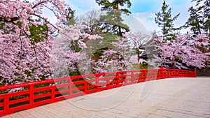 Full bloom Sakura - Cherry Blossom at Hirosaki park in Japan