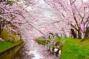 Full bloom Sakura - Cherry Blossom at Hirosaki park, Japan