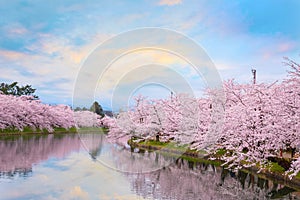 Full bloom Sakura - Cherry Blossom at Hirosaki park, Japan