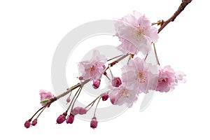 Full bloom sakura flower tree isolated Cherry blossom