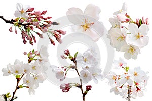 Full bloom sakura flower tree isolated with clipping path