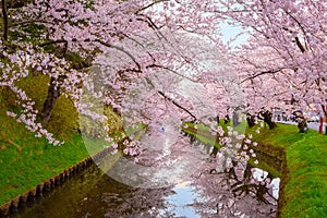 Full bloom Sakura at Hirosaki parkin Japan