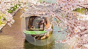 Full Bloom Sakura tunnel over Uji River with Tourist cruise in Kyoto, Japan. Fushimi Jyukkokubune Sanjyukkokubune