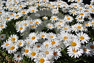 Full bloom Shasta daisies in mid summer