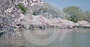 Full Bloom - Tidal Basin - Washington, DC