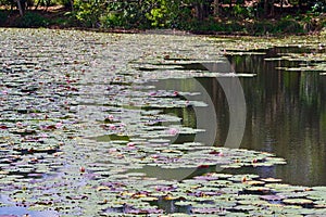 In full bloom Water lilies at Mapleton Lilyponds Queensland