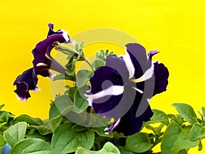 Full bloom blue Petunia, Solanales, a delicate flower, bush petunias- yellow background. Flower bed. The cultivation of flowers. photo
