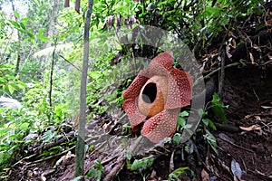 Full-bloomed Rafflesia arnoldii flower in Bengkulu forest