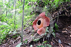 Full-bloomed Rafflesia arnoldii flower in Bengkulu forest