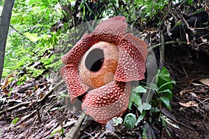 Full-bloomed Rafflesia arnoldii flower in Bengkulu forest