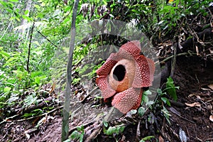 Full-bloomed Rafflesia arnoldii flower in Bengkulu forest