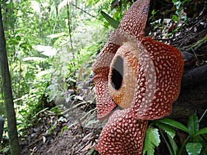 Full-bloomed Rafflesia arnoldii flower in Bengkulu forest