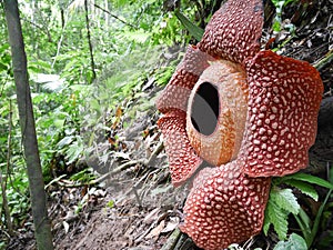 Full-bloomed Rafflesia arnoldii flower in Bengkulu forest