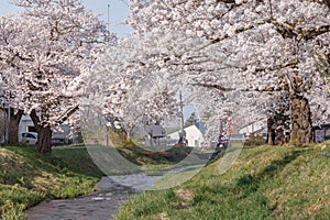 Full blooming cherry blossom trees at Kannonji River, Fukushima, Japan
