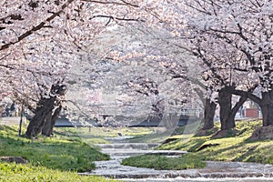Full blooming cherry blossom trees over the river