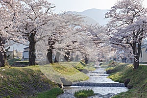 Full blooming cherry blossom trees or Sakura trees along the banks at Kannoji River,Japan.