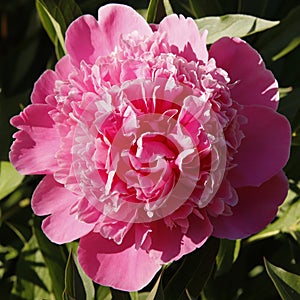 A full blooming peony in pink colour