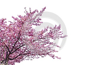 Japanese sakura, full blooming pink cherry blossoms tree isolated on white background photo