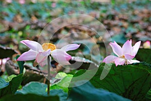 Full blooming pink lotus